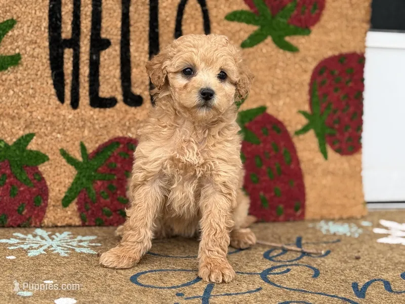 Maltipoo – Maltipoo puppy for sale in Hamilton, OH