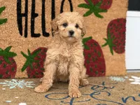 Maltipoo, a female Maltipoo for sale in Hamilton, OH – Photo 1 of 7