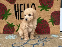 Maltipoo, a female Maltipoo for sale in Hamilton, OH – Photo 5 of 7