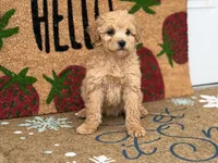 Maltipoo, a female Maltipoo for sale in Hamilton, OH – Photo 2 of 7