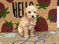 Maltipoo, a female Maltipoo for sale in Hamilton, OH – Photo 4 of 7