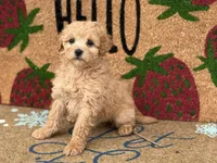 Maltipoo, a female Maltipoo for sale in Hamilton, OH – Photo 3 of 7