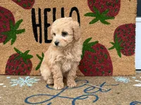 Maltipoo, a female Maltipoo for sale in Hamilton, OH – Photo 6 of 7