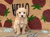 Maltipoo, a female Maltipoo for sale in Hamilton, OH – Photo 7 of 7