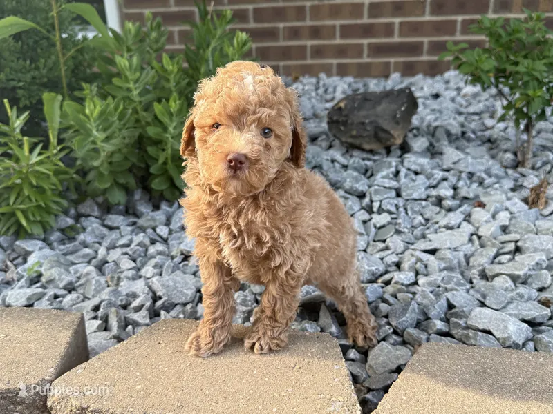 Maltipoo – Maltipoo puppy for sale in Hamilton, OH