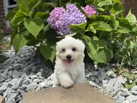 Maltipoo, a female Maltipoo for sale in Hamilton, OH – 9 of 9