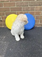 Maltipoo, a male Maltipoo for sale in Hamilton, OH – 4 of 7