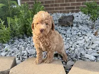 Maltipoo, a male Maltipoo for sale in Hamilton, OH – 4 of 10