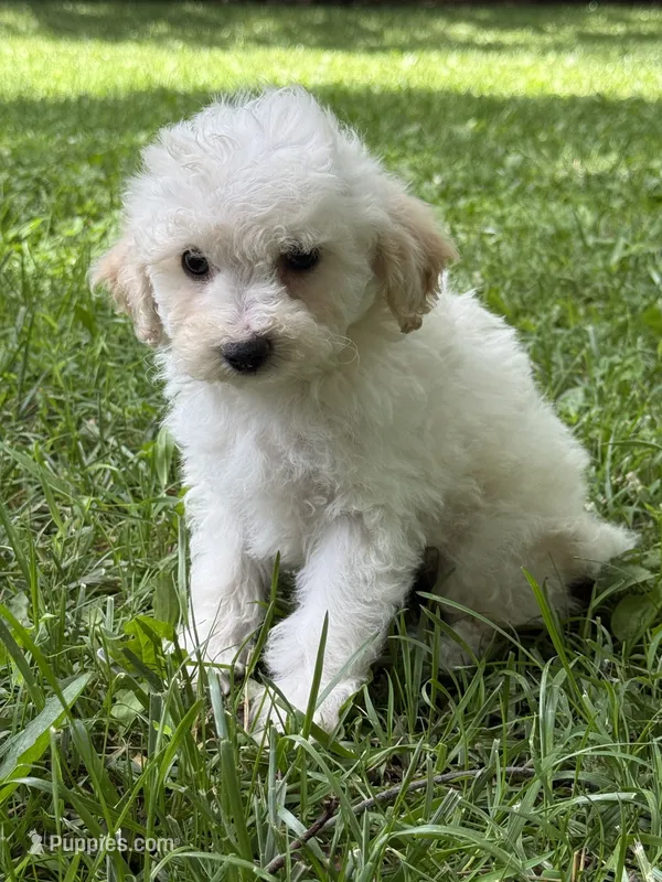 Maltipoo – Maltipoo puppy for sale in Hamilton, OH