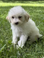 Maltipoo, a male Maltipoo for sale in Hamilton, OH – 1 of 8