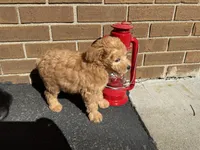 Maltipoo, a male Maltipoo for sale in Hamilton, OH – 4 of 10