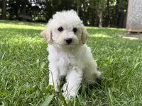 Maltipoo, a male Maltipoo for sale in Hamilton, OH – 6 of 8