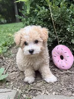 Maltipoo, a female Maltipoo for sale in Hamilton, OH – 3 of 8