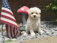 Maltipoo, a male Maltipoo for sale in Hamilton, OH – 3 of 10