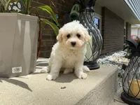 Maltipoo, a male Maltipoo for sale in Hamilton, OH – 3 of 6