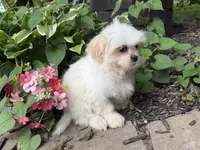 Shorkie, a female Shorkie for sale in Hamilton, OH – 4 of 9