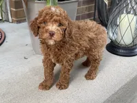 Maltipoo, a male Maltipoo for sale in Hamilton, OH – 3 of 8