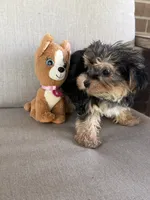 Shorkie, a female Shorkie for sale in Hamilton, OH – 6 of 8