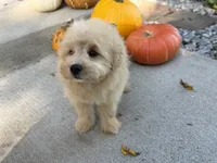 Morkie, a male Morkie for sale in Hamilton, OH – 10 of 10