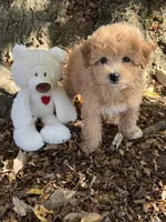 Maltipoo, a female Maltipoo for sale in Hamilton, OH – 4 of 8