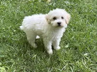 Maltipoo, a male Maltipoo for sale in Hamilton, OH – 4 of 9