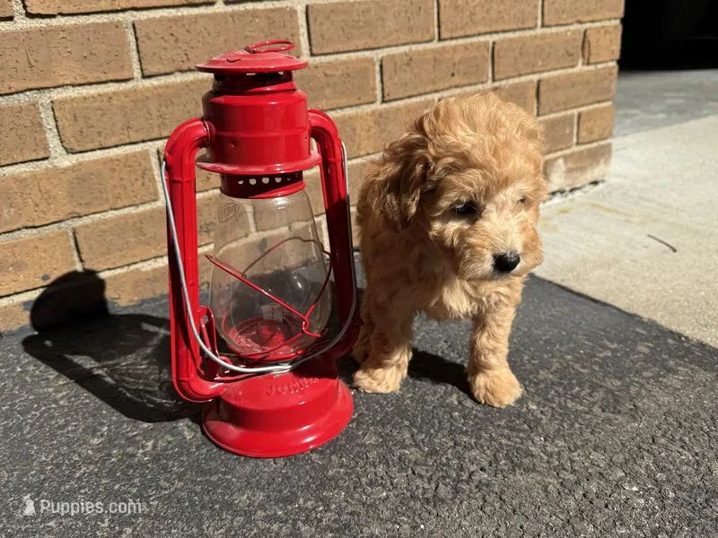 Maltipoo – Maltipoo puppy for sale in Hamilton, OH
