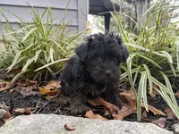 Shorkie, a male Shorkie for sale in Hamilton, OH – 5 of 6