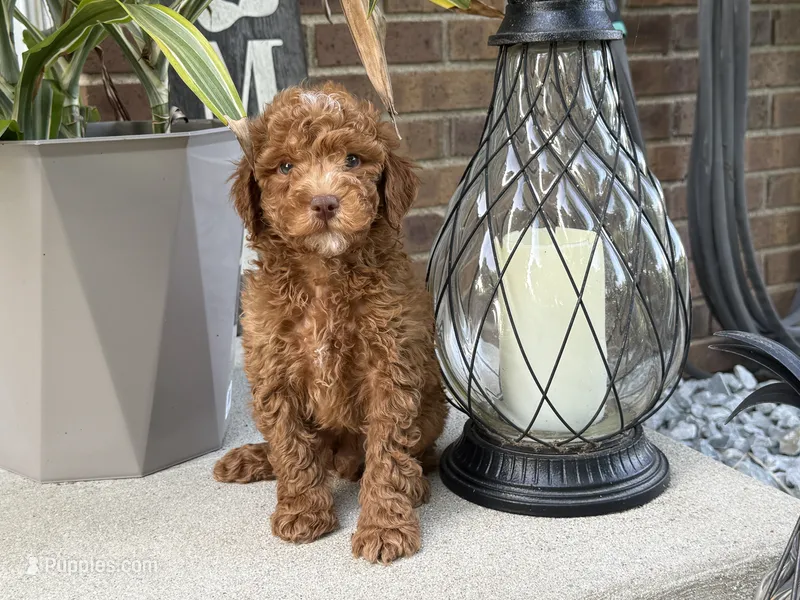 Maltipoo – Maltipoo puppy for sale in Hamilton, OH