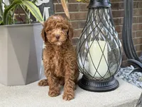 Maltipoo, a male Maltipoo for sale in Hamilton, OH – 1 of 8