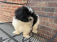 Shihpoo, a female Shihpoo for sale in Hamilton, OH – 6 of 10