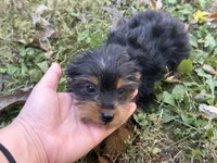 Shorkie, a female Shorkie for sale in Hamilton, OH – 3 of 6