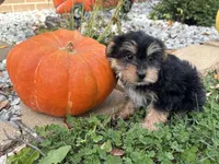 Shorkie, a female Shorkie for sale in Hamilton, OH – 4 of 7