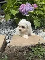 Maltipoo, a female Maltipoo for sale in Hamilton, OH – 6 of 9