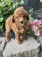 Maltipoo, a female Maltipoo for sale in Hamilton, OH – 8 of 10