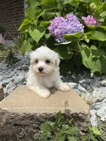 Maltipoo, a female Maltipoo for sale in Hamilton, OH – 8 of 9