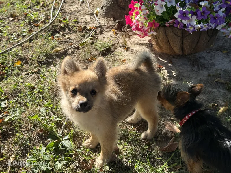 Pomeranian – Pomeranian puppy for sale in Hamilton, OH