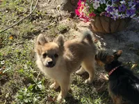 Pomeranian, a female Pomeranian for sale in Hamilton, OH – 1 of 10