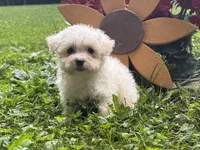 Maltipoo, a female Maltipoo for sale in Hamilton, OH – 7 of 8