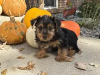 Shorkie, a male Shorkie for sale in Hamilton, OH – 2 of 7