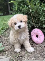 Maltipoo, a female Maltipoo for sale in Hamilton, OH – 6 of 8