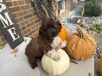 Shih-Poo, a male Shihpoo for sale in Hamilton, OH – 8 of 9