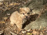 Shorkie, a male Shorkie for sale in Hamilton, OH – 2 of 7