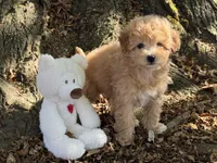 Maltipoo, a female Maltipoo for sale in Hamilton, OH – 2 of 8