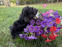 Shorkie, a female Shorkie for sale in Hamilton, OH – 4 of 7