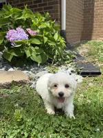 Maltipoo, a female Maltipoo for sale in Hamilton, OH – 5 of 9
