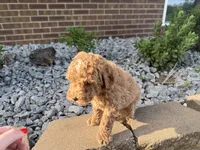 Maltipoo, a male Maltipoo for sale in Hamilton, OH – 10 of 10