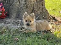 Pomeranian, a female Pomeranian for sale in Hamilton, OH – 5 of 10