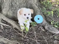 Maltipoo, a male Maltipoo for sale in Hamilton, OH – 6 of 10