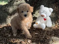 Maltipoo, a female Maltipoo for sale in Hamilton, OH – 5 of 8