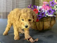 Maltipoo, a female Maltipoo for sale in Hamilton, OH – 7 of 7